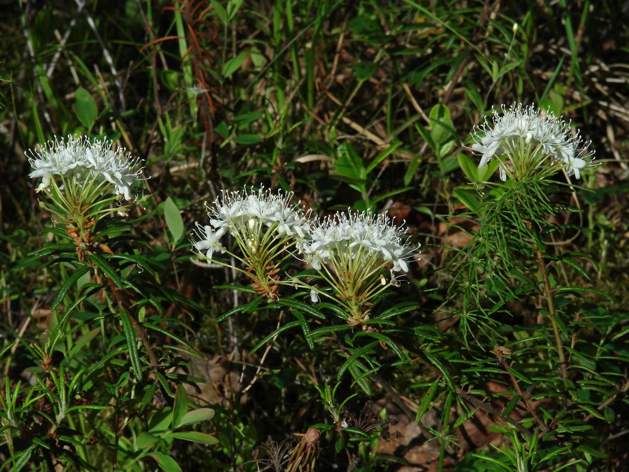 Image of Ledum palustre specimen.