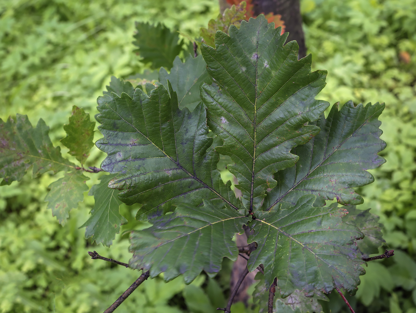 Изображение особи Quercus crispula var. pyramidale.