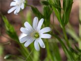 Stellaria holostea. Цветок. Ленинградская обл., Кингисеппский р-н, Кургальский п-ов, берег оз. Белое, сосновый лес. 23.05.2020.