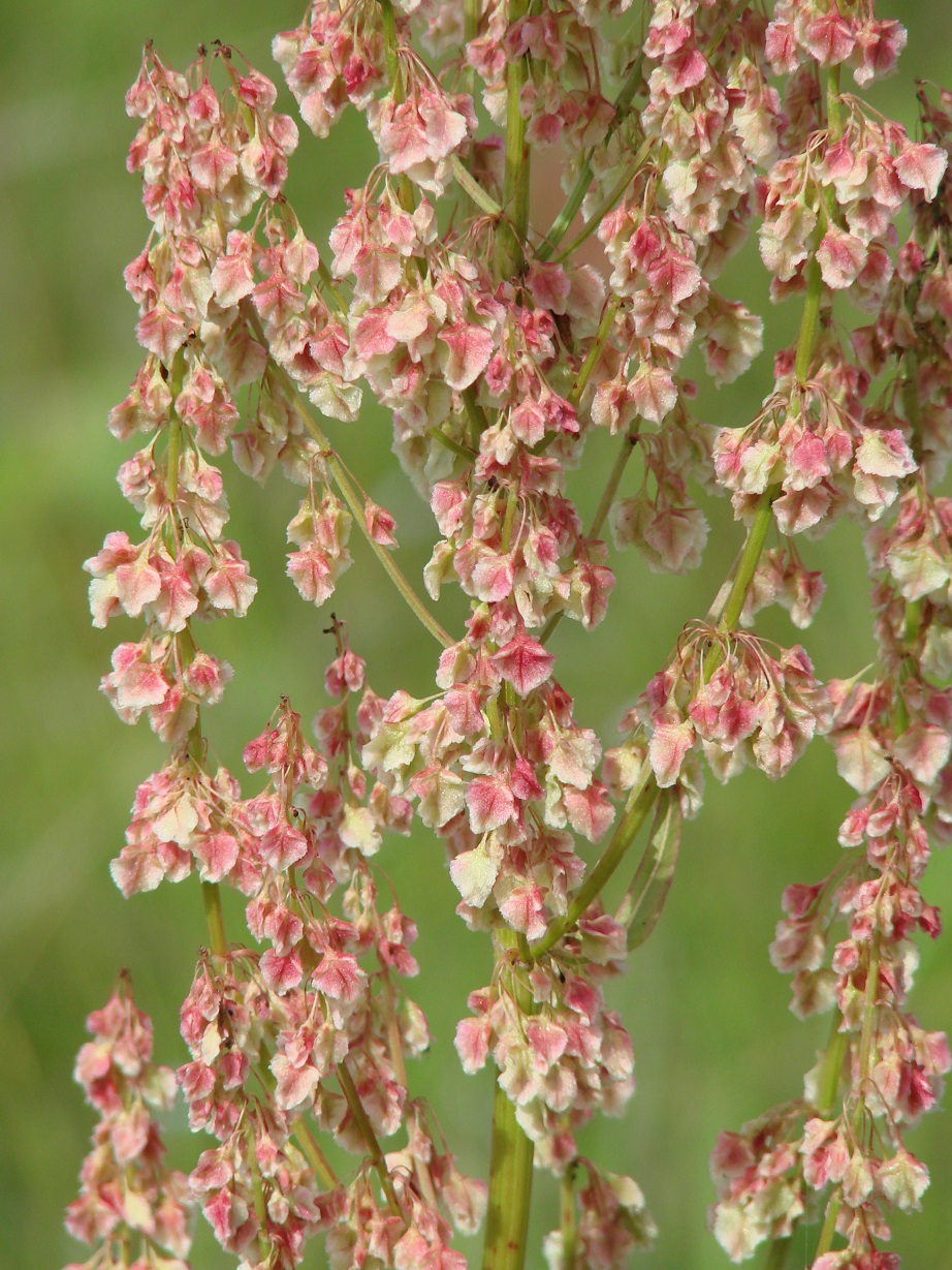 Image of Rumex aquaticus specimen.