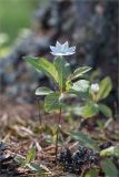 Trientalis europaea