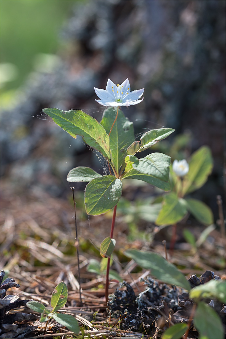 Изображение особи Trientalis europaea.