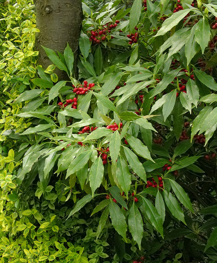 Image of Aucuba japonica specimen.