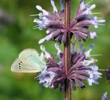 Salvia verticillata