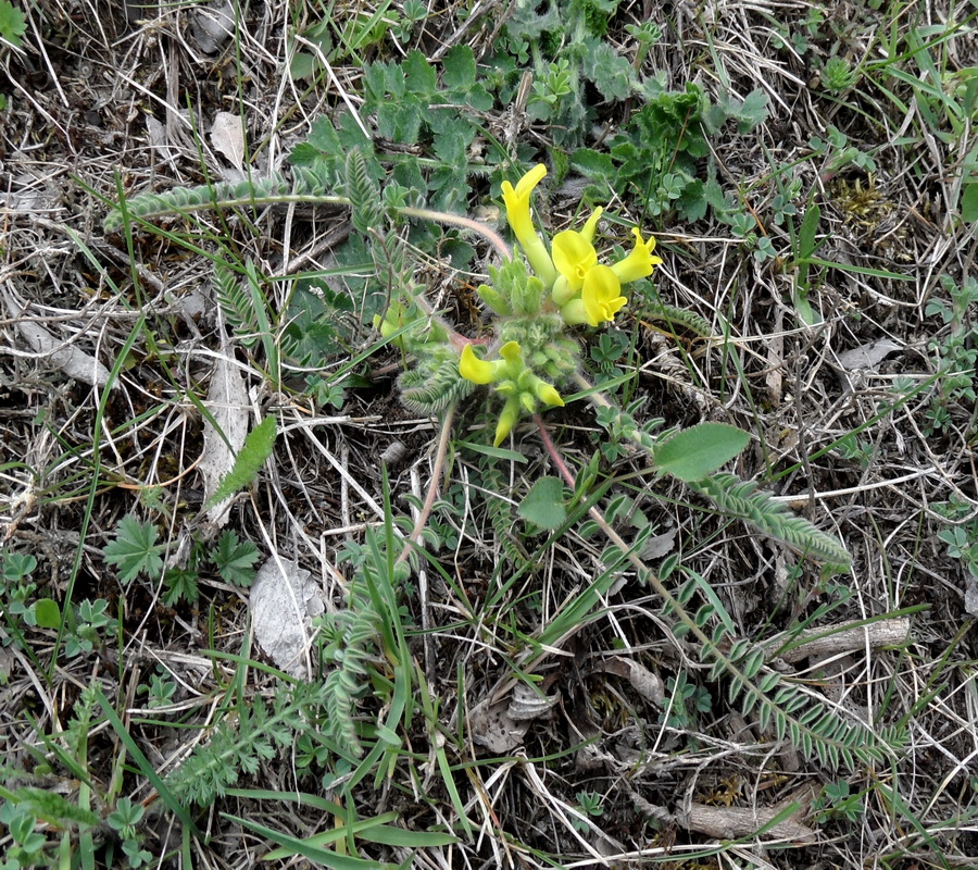 Image of genus Astragalus specimen.