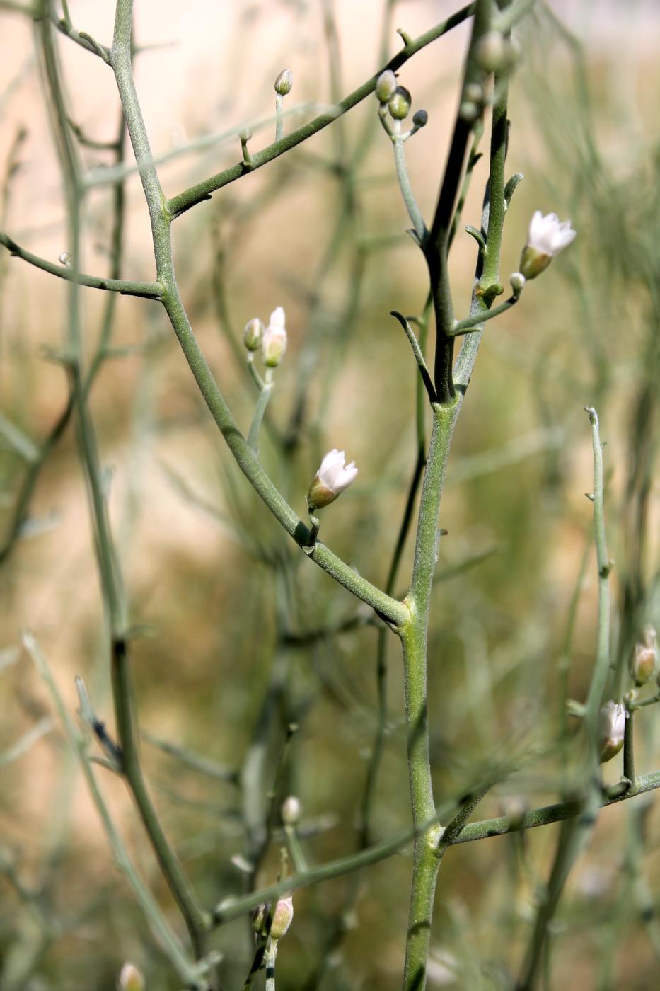 Image of Convolvulus erinaceus specimen.