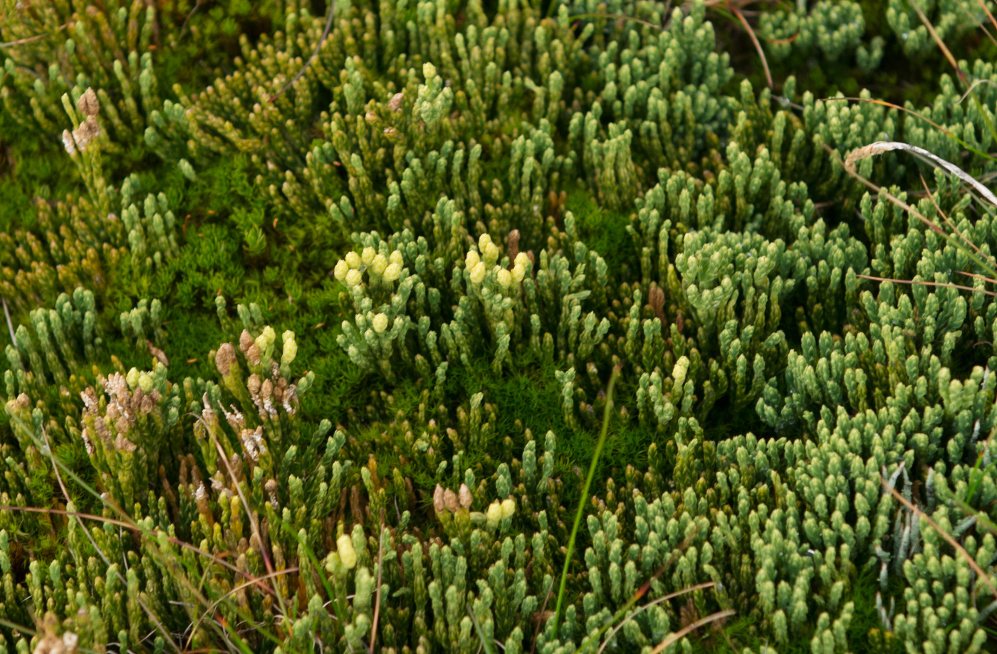 Изображение особи Diphasiastrum alpinum.