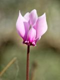 Cyclamen graecum. Цветок. Греция, о-в Крит, ном Ханья (Νομός Χανίων), дим Колимвари (Δήμος Κολυμβαρίου), окр. деревни Афрата (Αφράτα), подпорная стенка в оливковой плантации. 14 октября 2021 г.