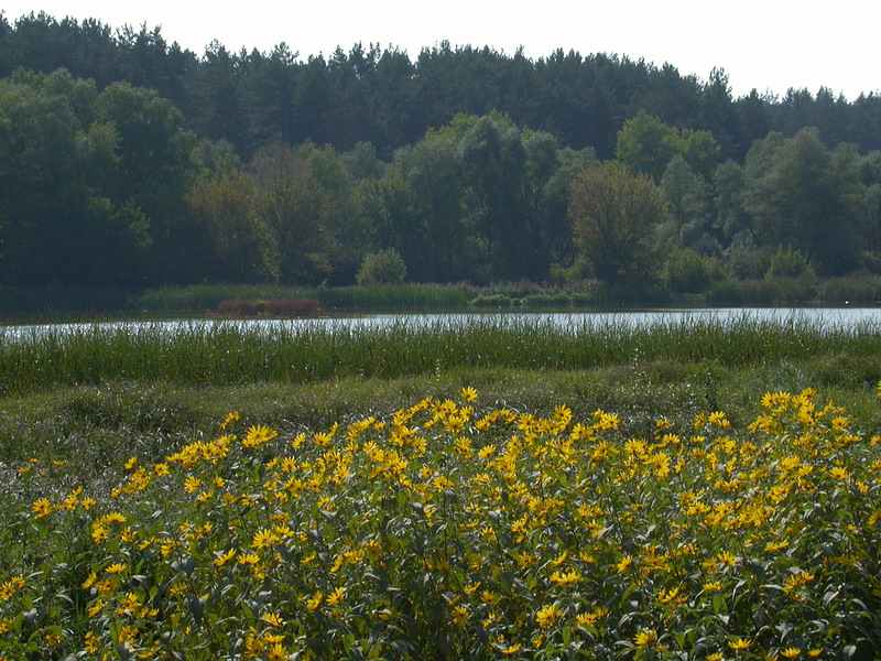 Image of Helianthus tuberosus specimen.