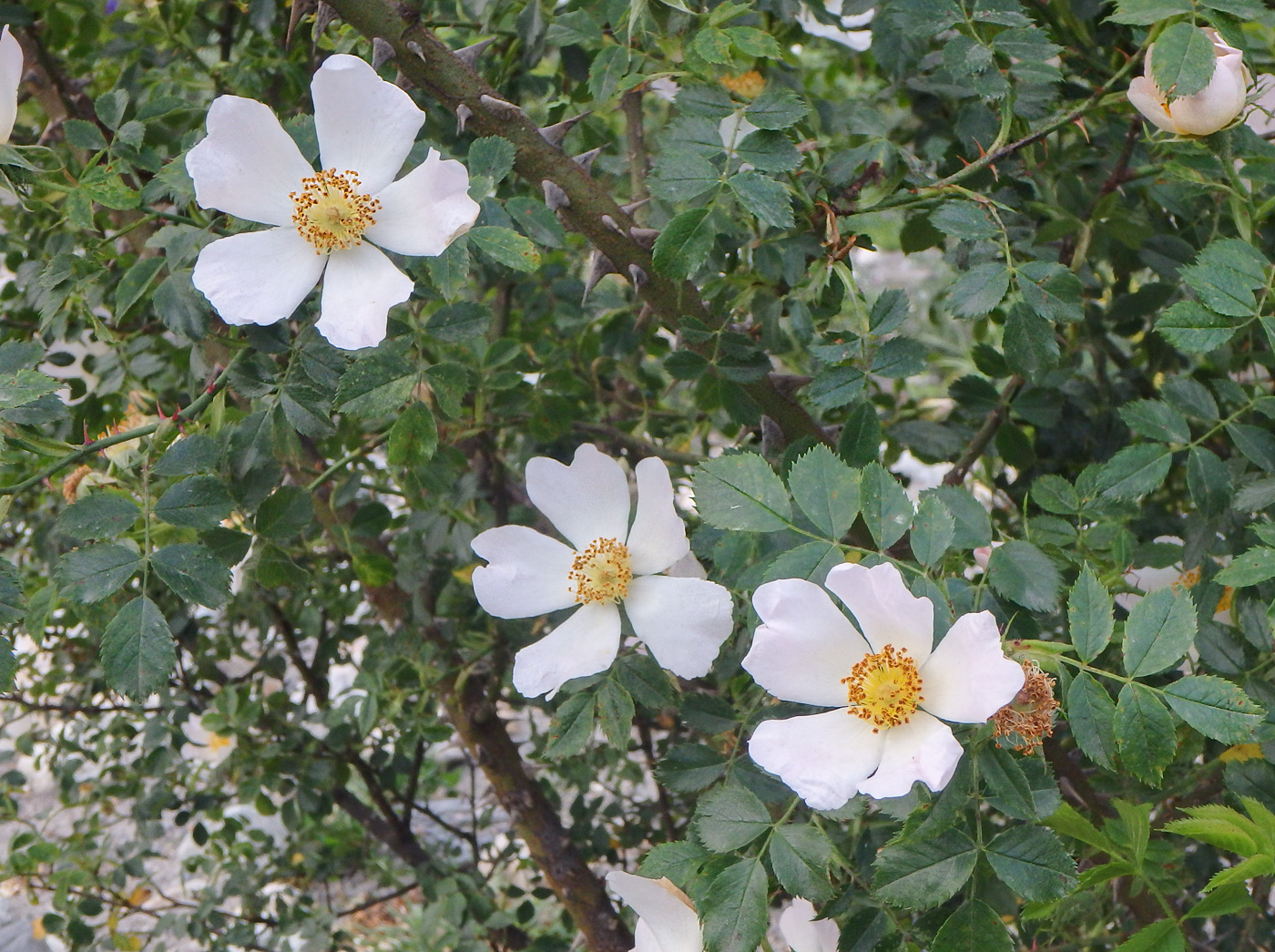 Image of Rosa galushkoi specimen.