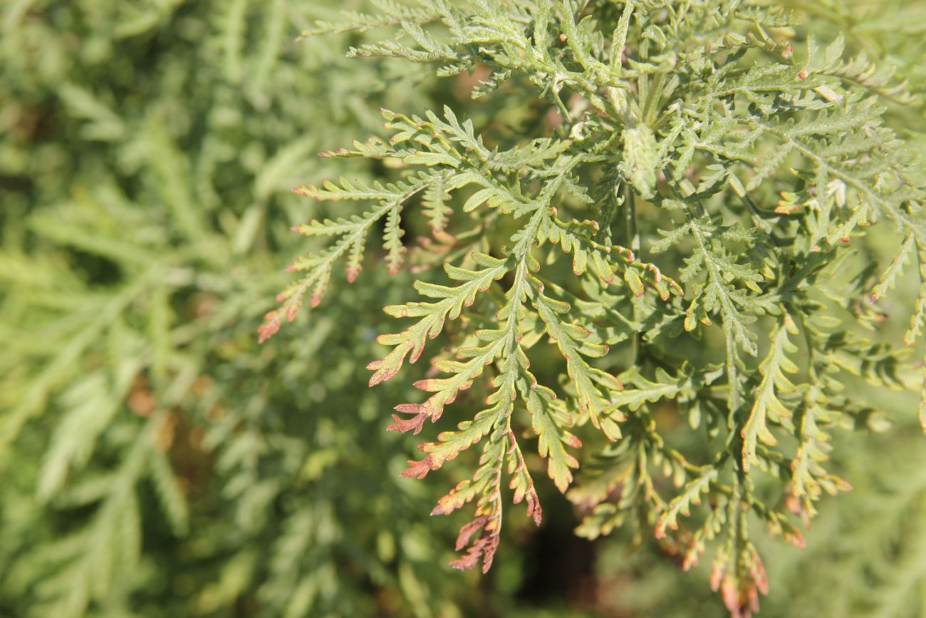 Image of Artemisia stechmanniana specimen.