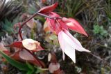 Heliamphora nutans