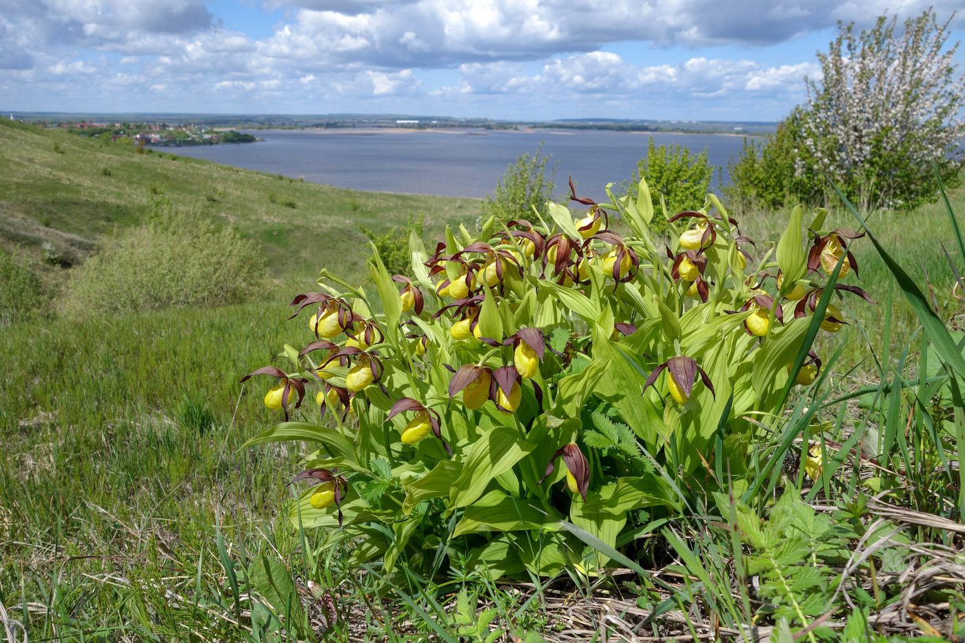 Изображение особи Cypripedium calceolus.