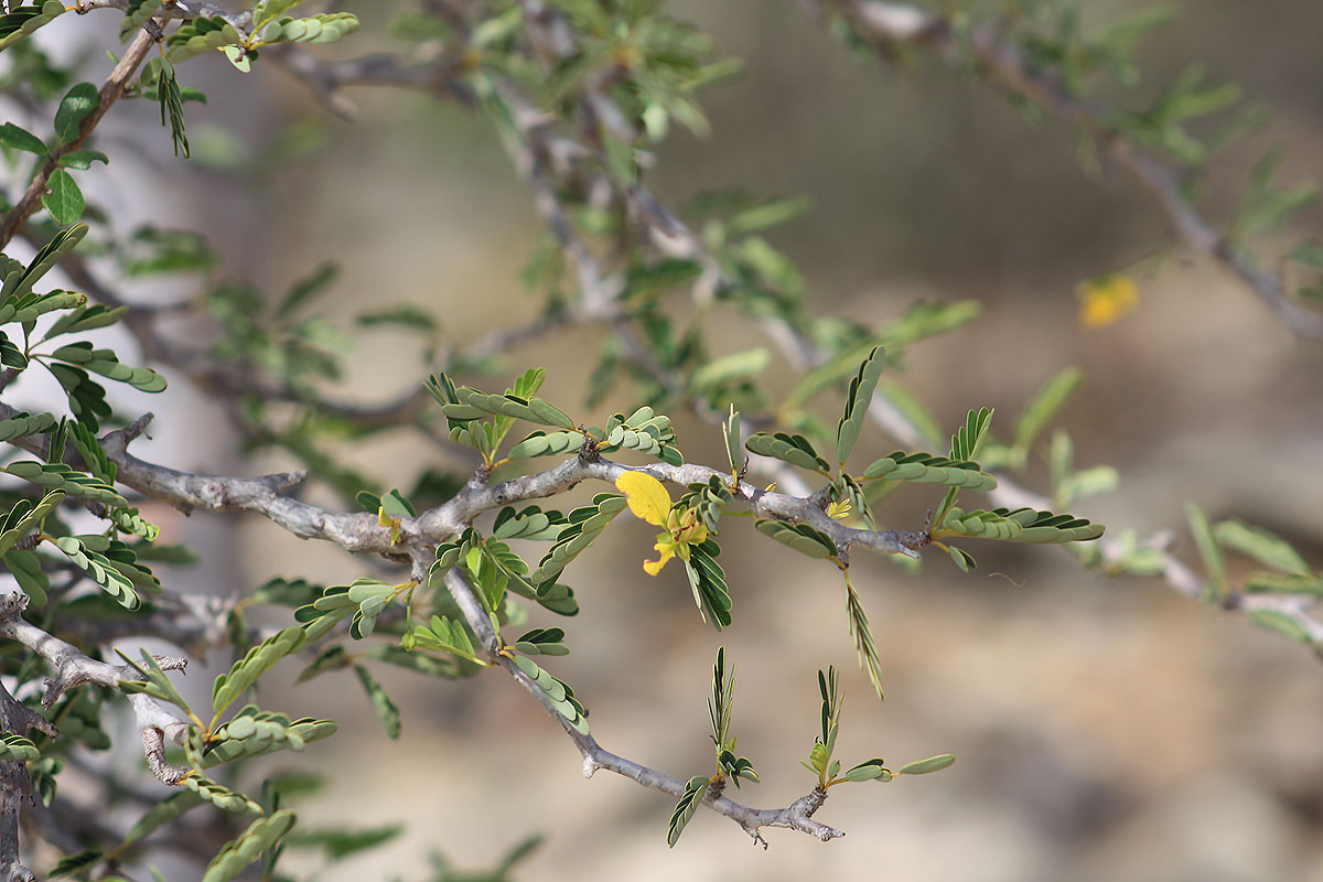 Image of Senna meridionalis specimen.