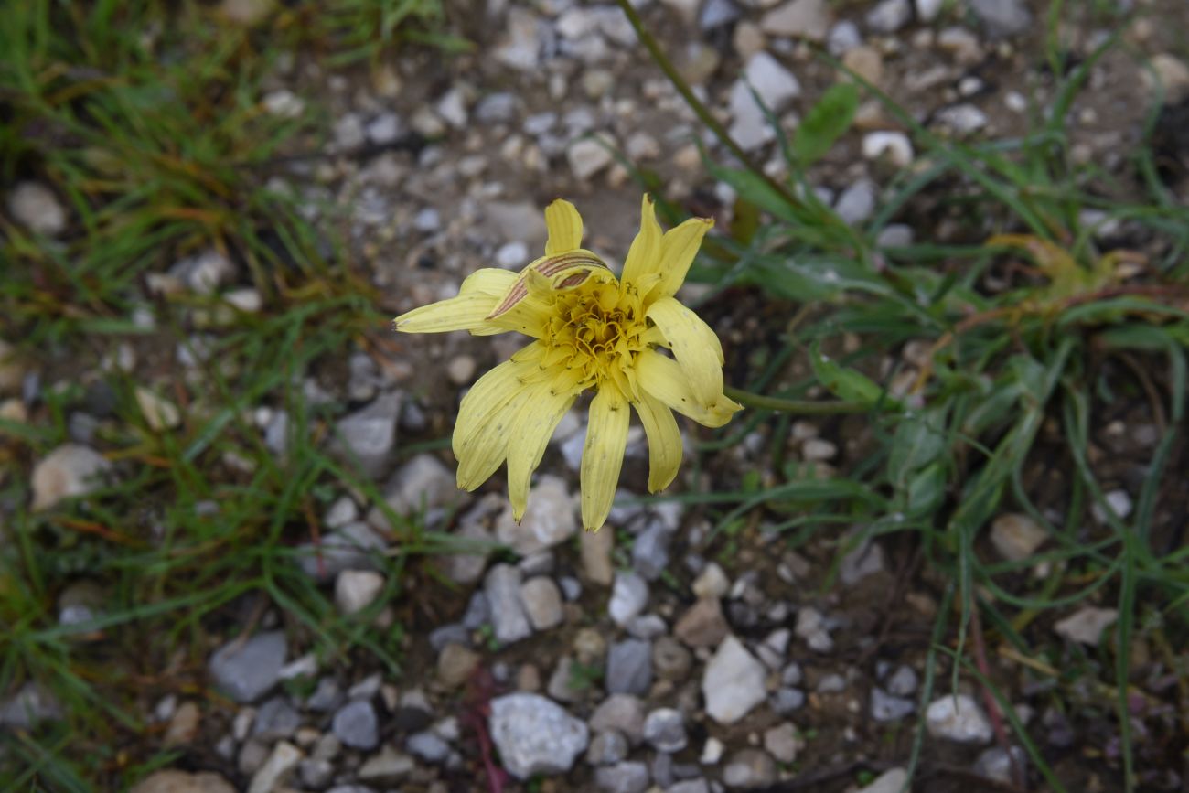 Image of genus Tragopogon specimen.