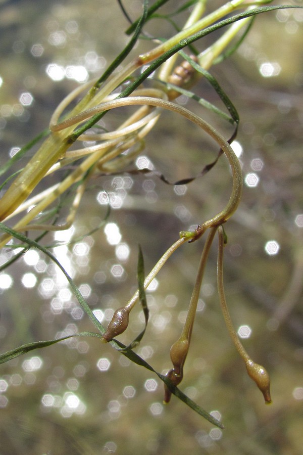 Image of Ruppia spiralis specimen.