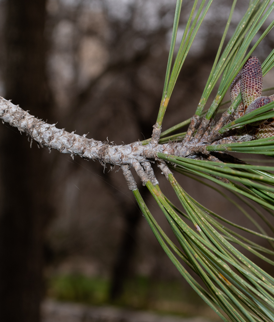 Image of Pinus torreyana specimen.