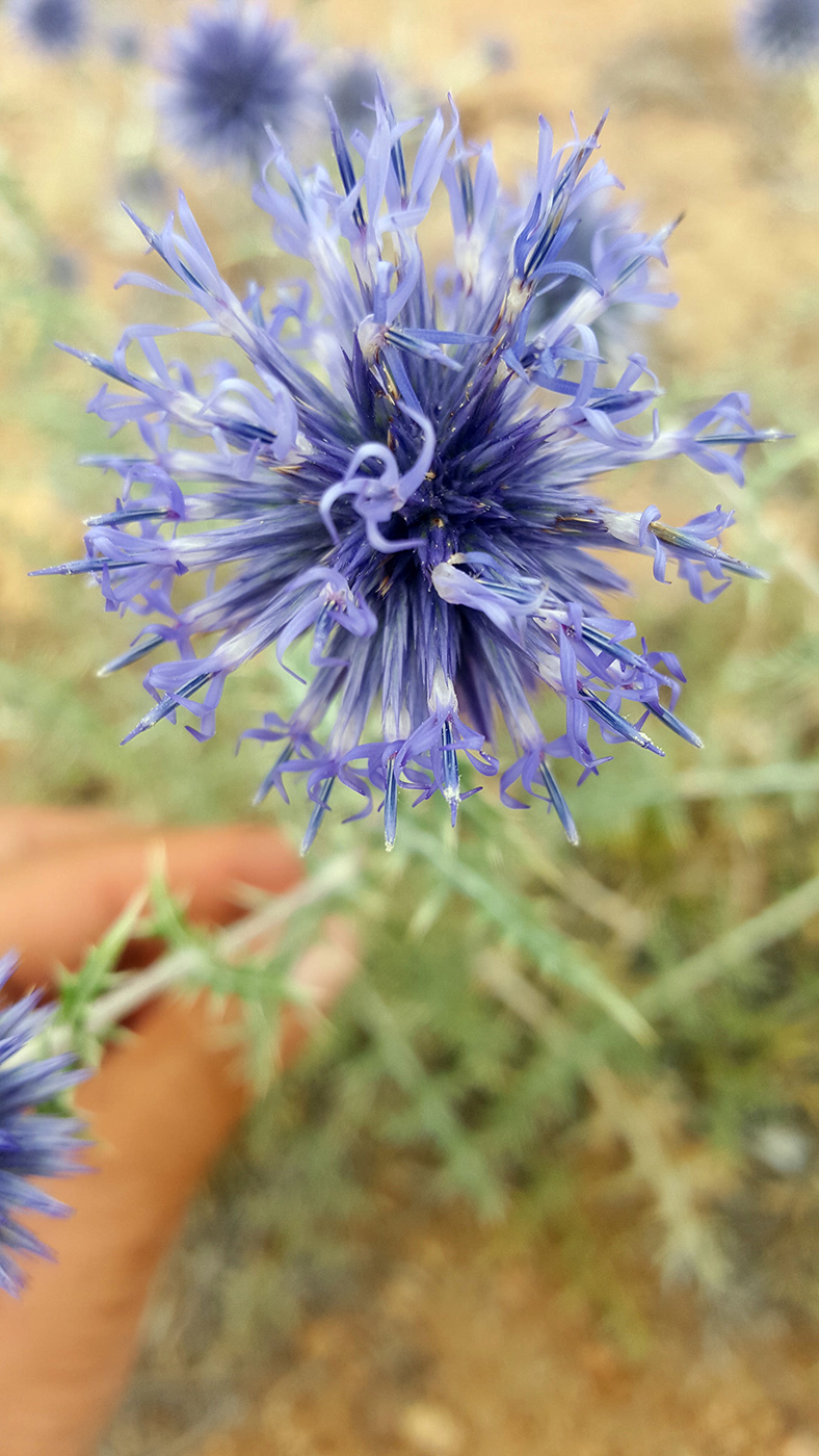 Изображение особи Echinops ritro.