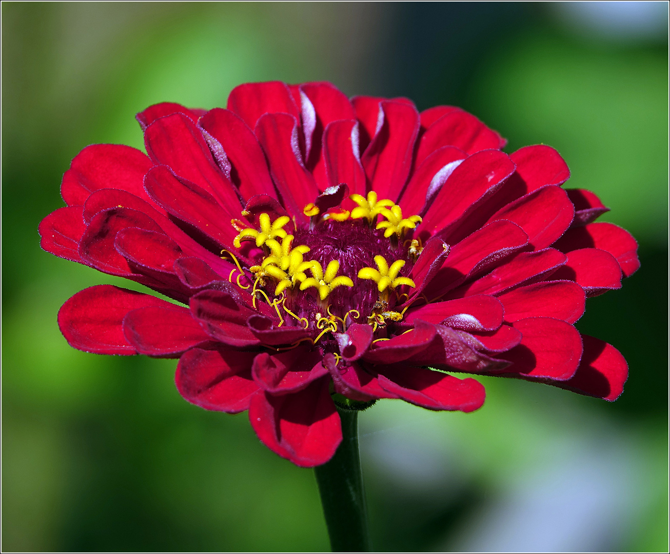 Изображение особи Zinnia elegans.