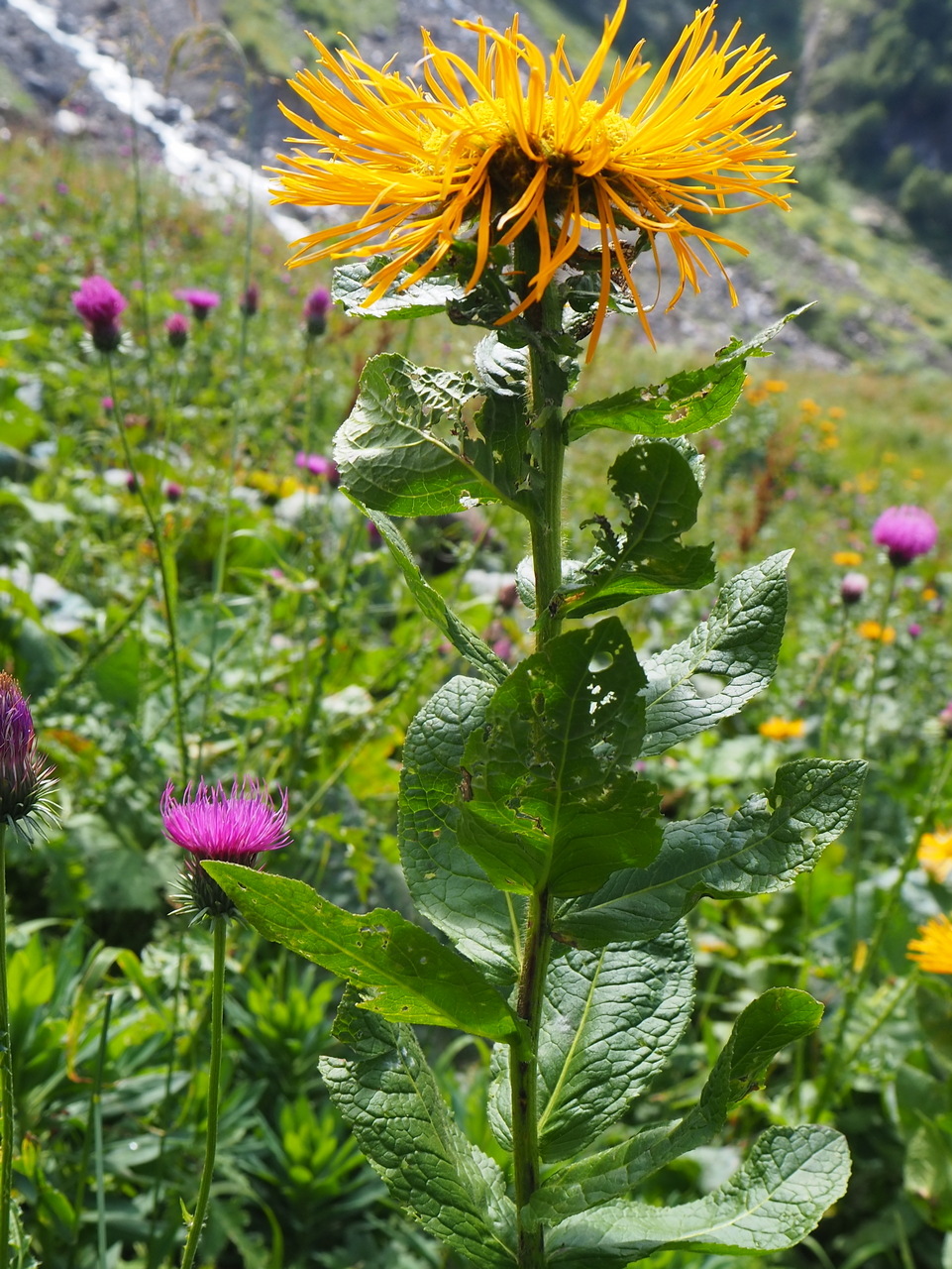 Изображение особи Inula orientalis.