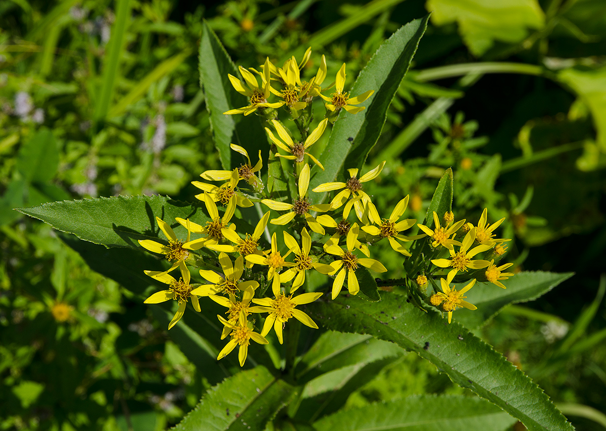 Изображение особи Senecio nemorensis.