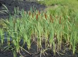 Typha latifolia