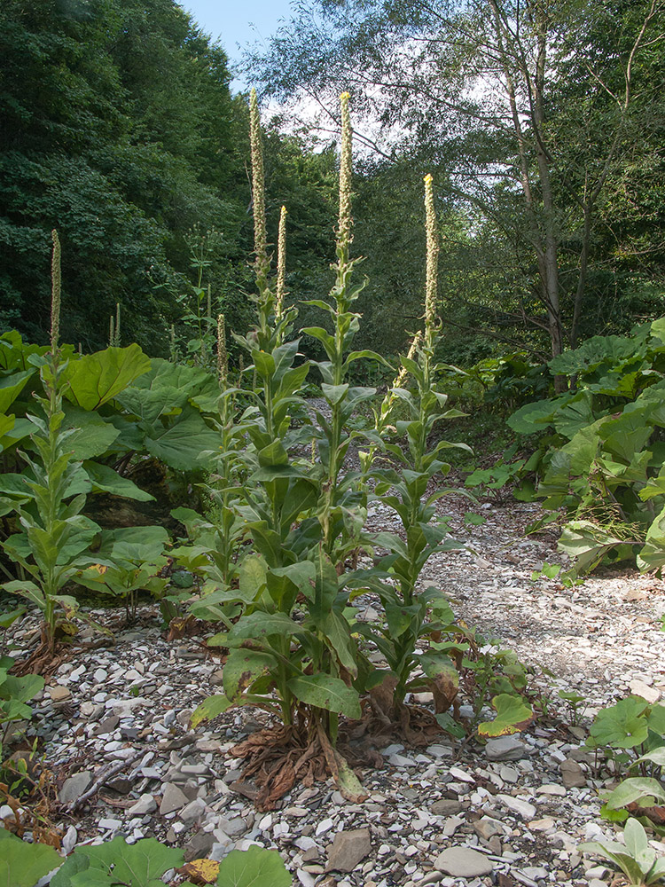 Image of Verbascum thapsus specimen.