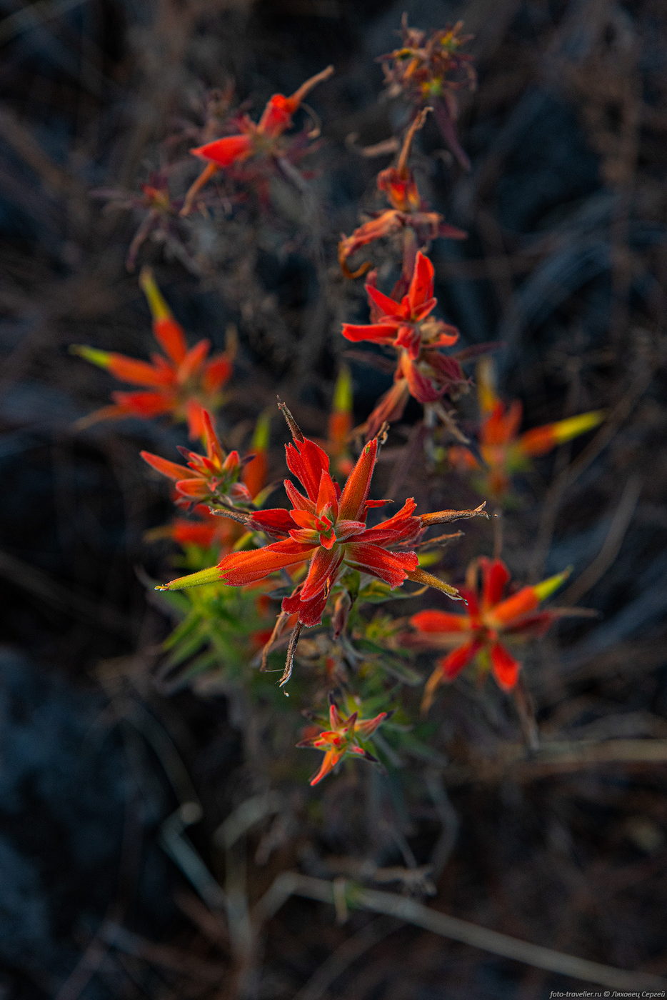 Image of Castilleja tenuiflora specimen.