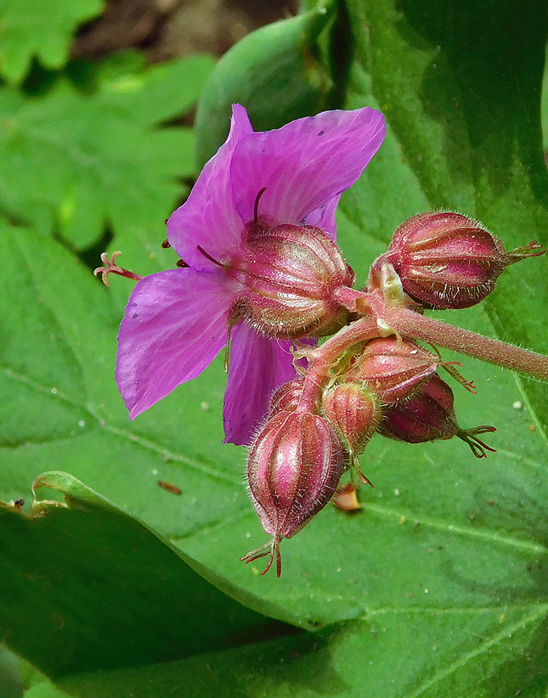 Изображение особи Geranium macrorrhizum.