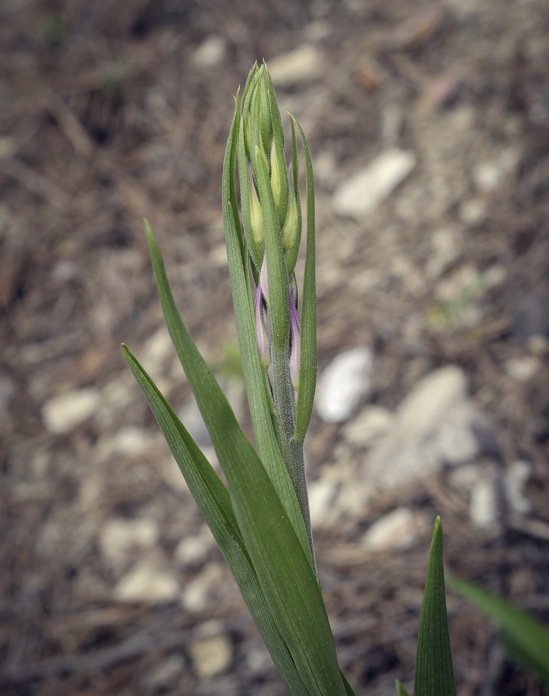 Image of Cephalanthera rubra specimen.