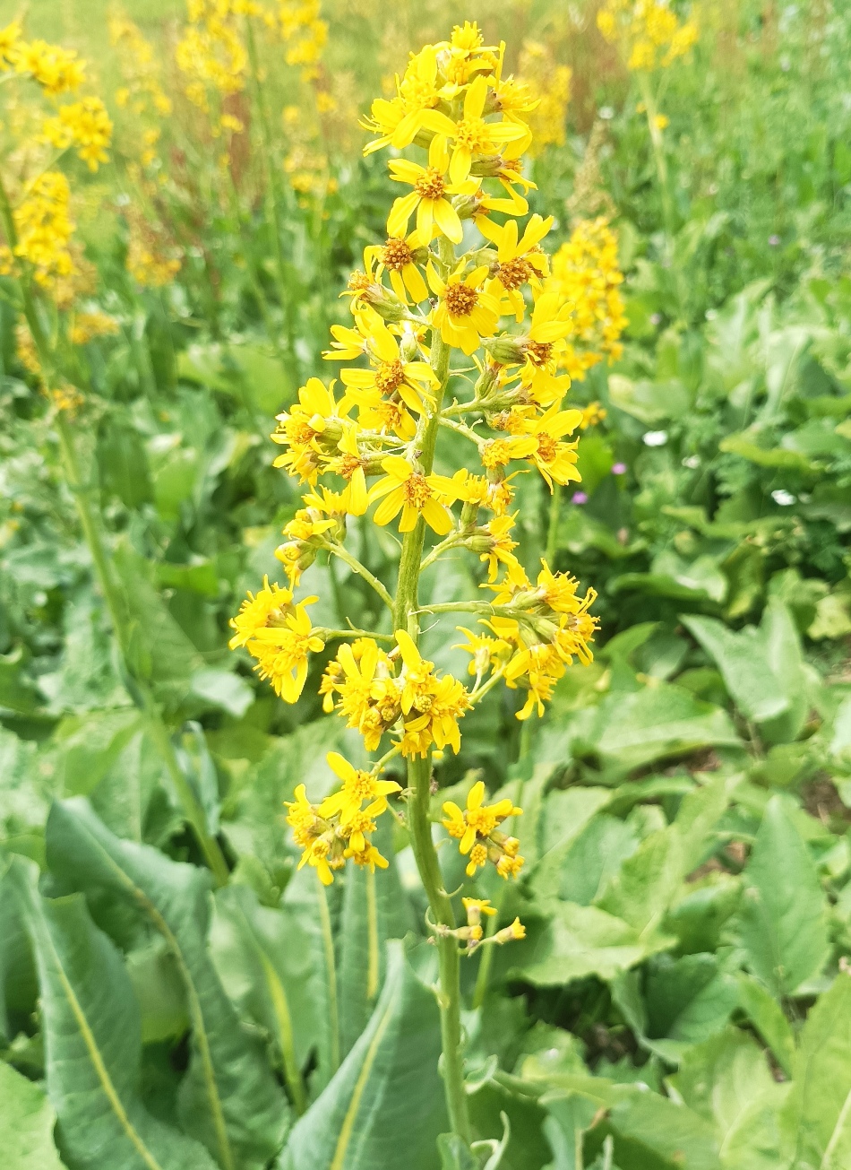 Image of Ligularia heterophylla specimen.