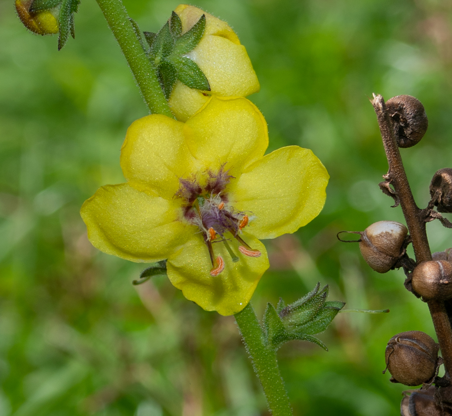 Изображение особи Verbascum virgatum.