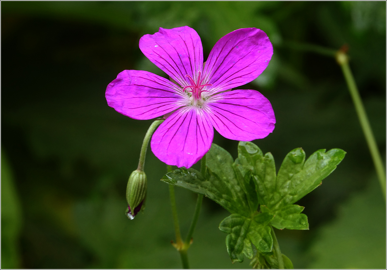 Изображение особи Geranium palustre.