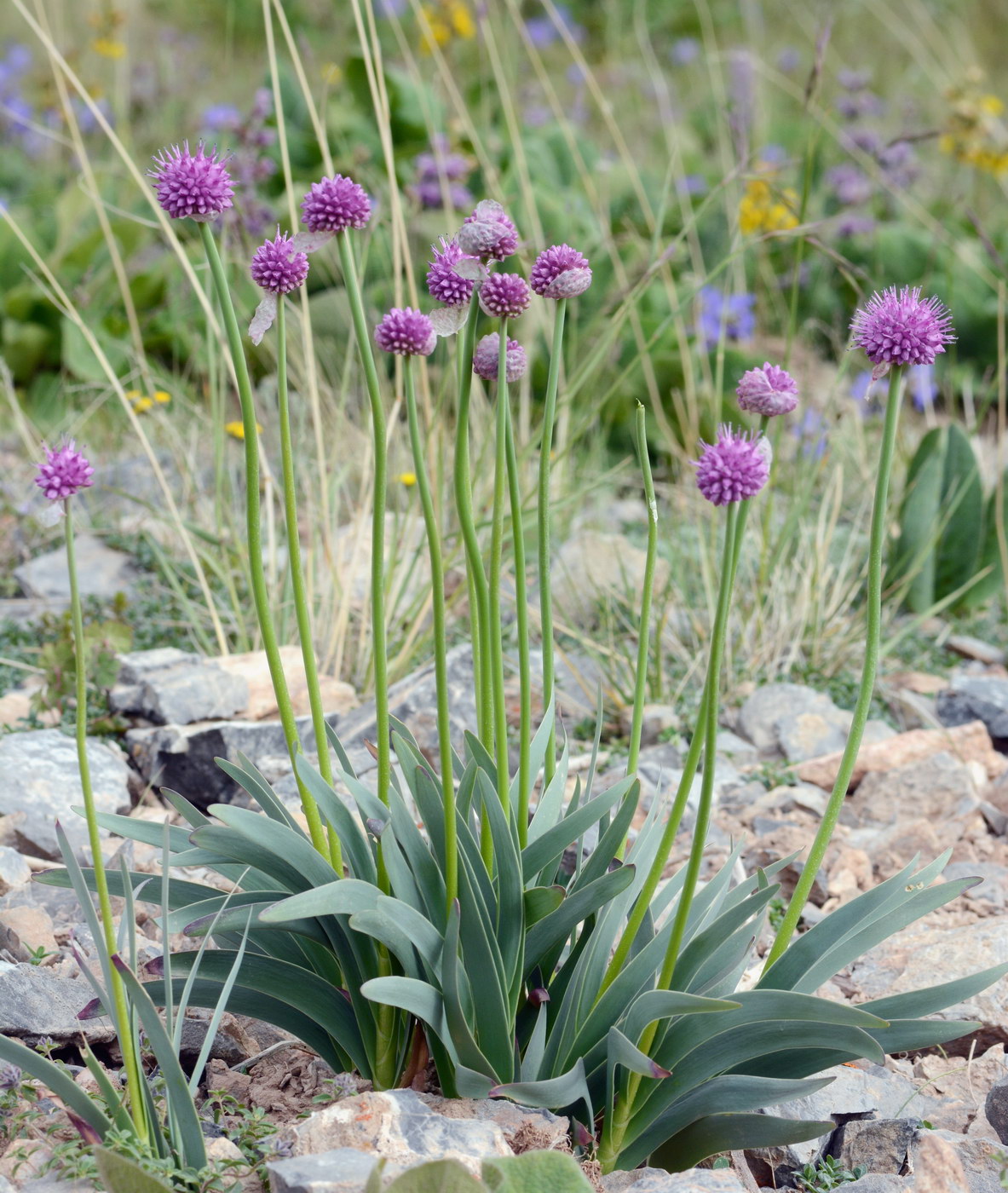 Image of Allium carolinianum specimen.