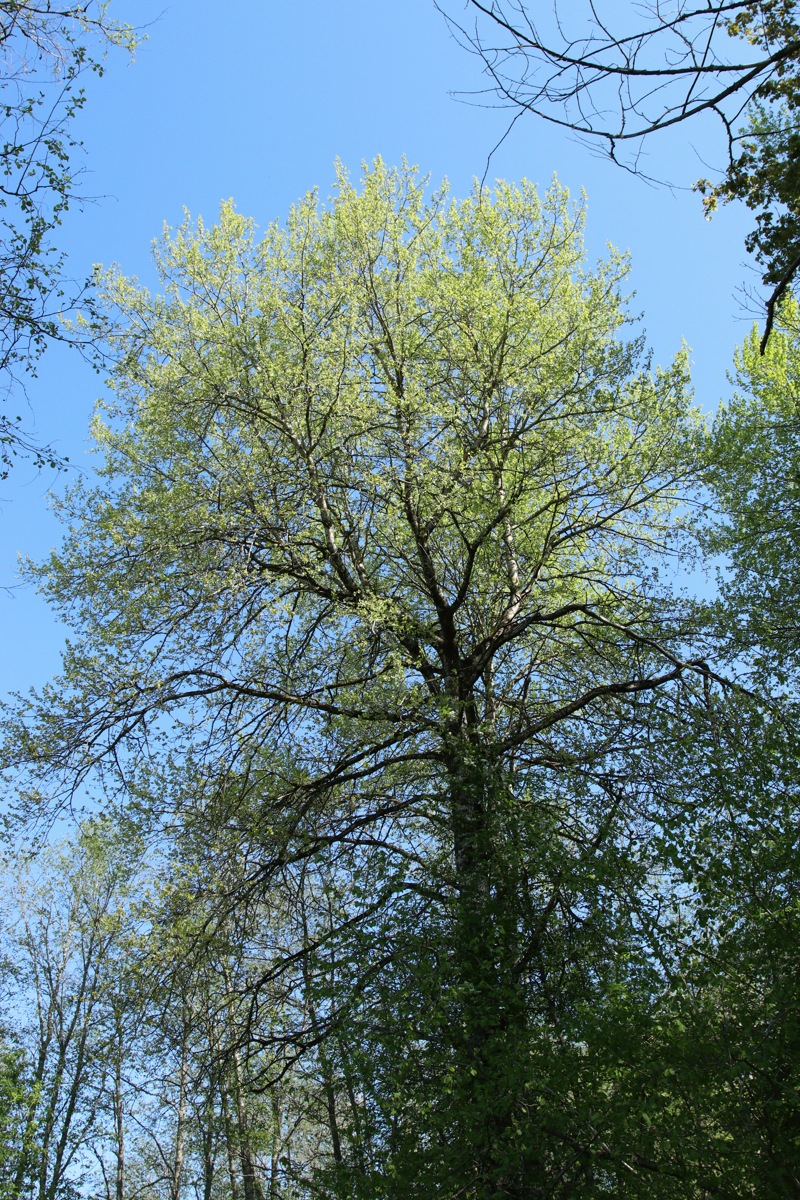 Изображение особи Populus tremula.