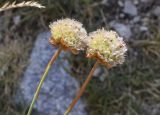 Armeria arenaria