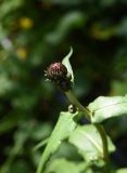 Cirsium heterophyllum. Развивающиеся соцветия. Челябинская обл., Златоустовский гор. округ, национальный парк \"Таганай\", окр. приюта \"Таганай\", лес. 5 июля 2023 г.