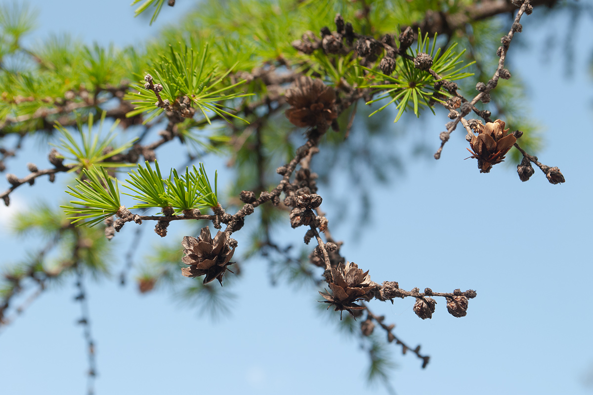 Изображение особи Larix cajanderi.