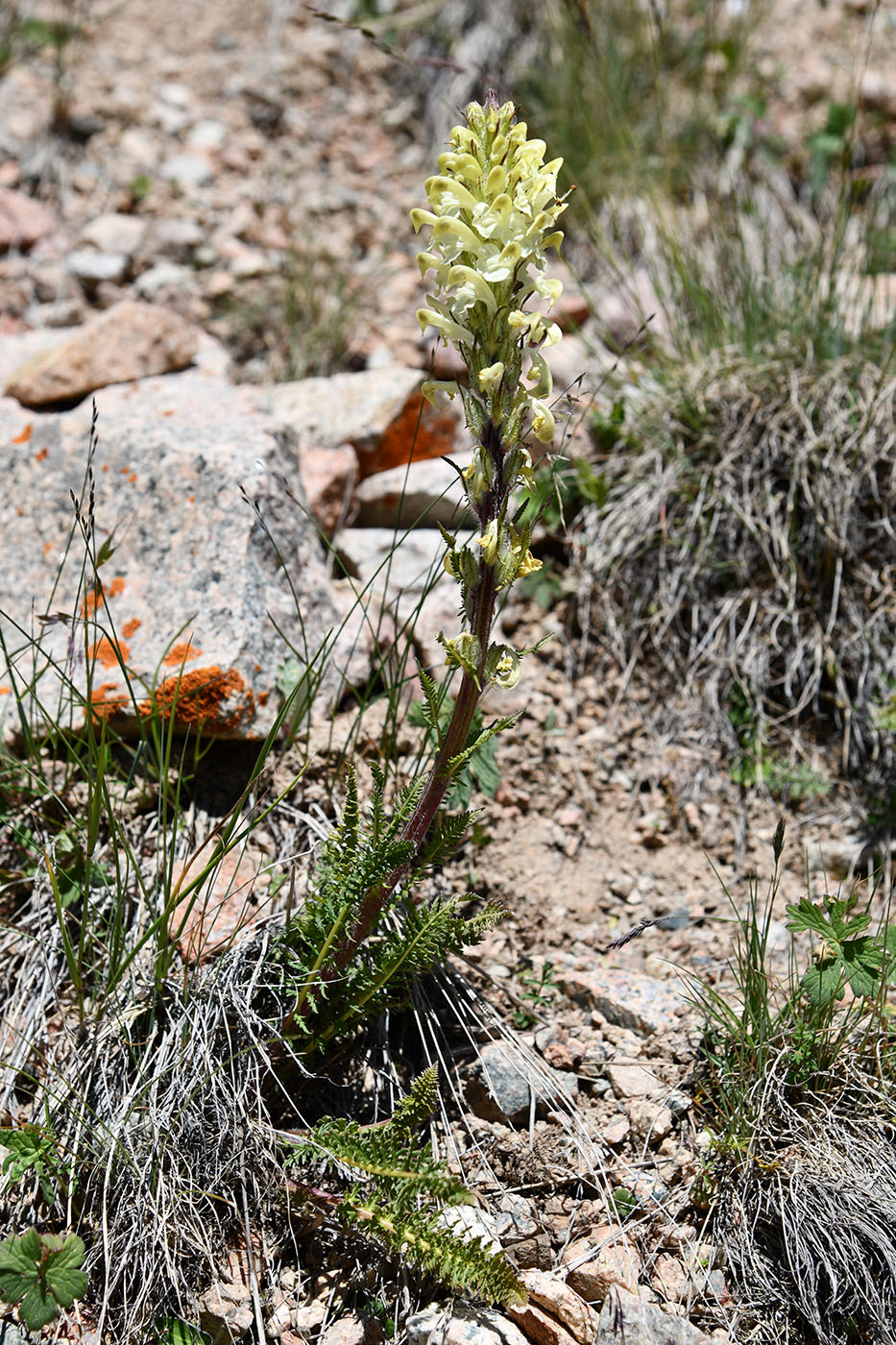 Изображение особи Pedicularis dolichorrhiza.