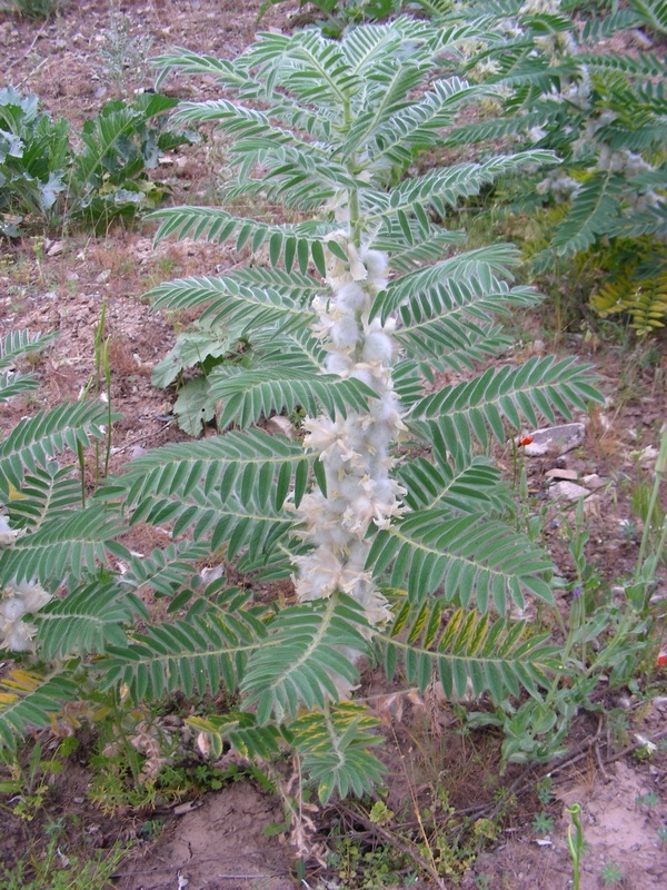 Image of Astragalus sieversianus specimen.