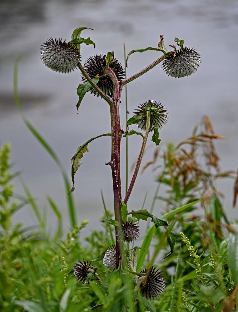 Image of Synurus deltoides specimen.