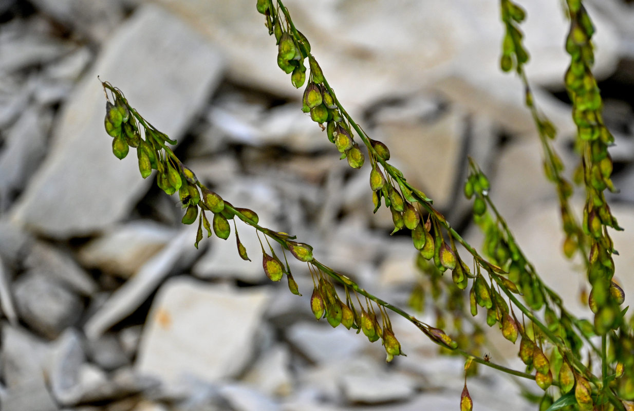 Image of Isatis latisiliqua specimen.