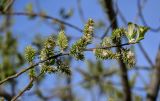 genus Salix. Верхушка ветви с соплодиями. Дагестан, Гунибский р-н, с. Гамсутль, ≈ 1400 м н.у.м., каменистый склон, у развалин дома. 03.05.2022.