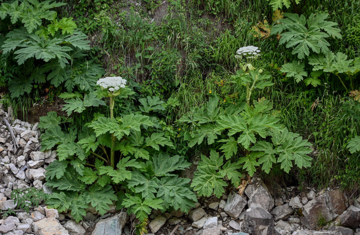 Image of genus Heracleum specimen.