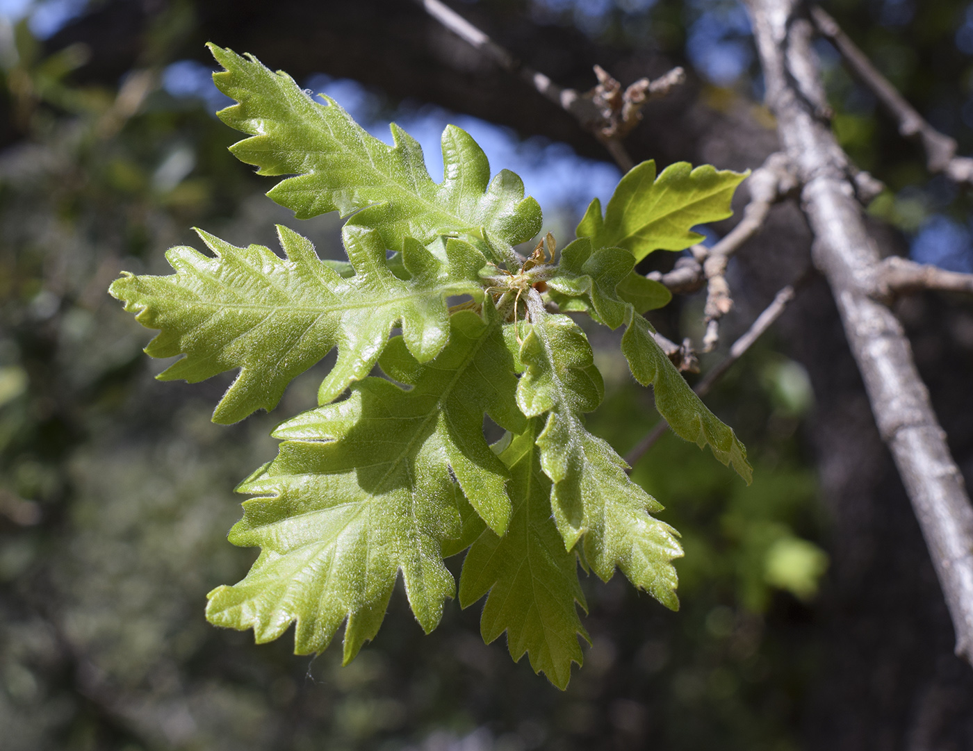 Image of Quercus pubescens specimen.