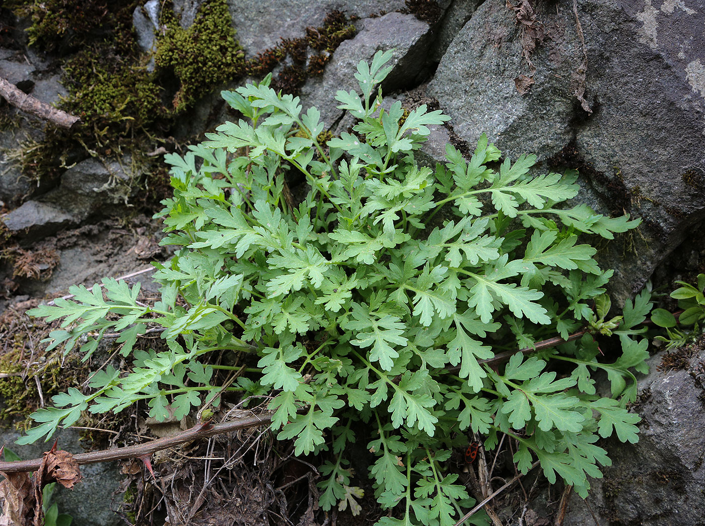 Image of familia Asteraceae specimen.