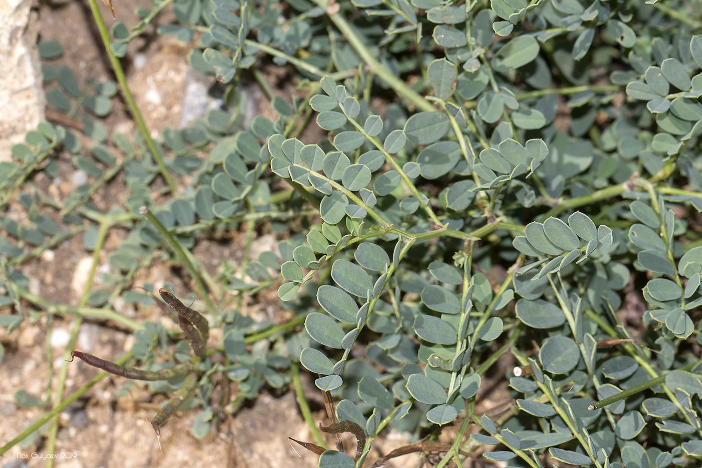 Image of Securigera cretica specimen.