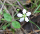 Moehringia lateriflora. Цветок. Коми, окр. г. Сыктывкар, пос. Еляты, берег оз. Еляты, смешанный лес. 14.06.2010.