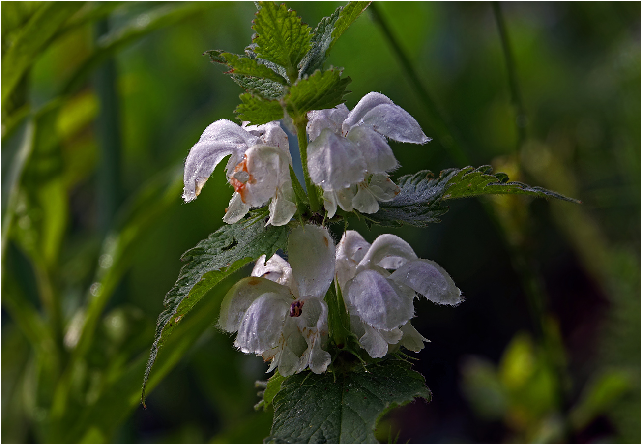 Image of Lamium album specimen.