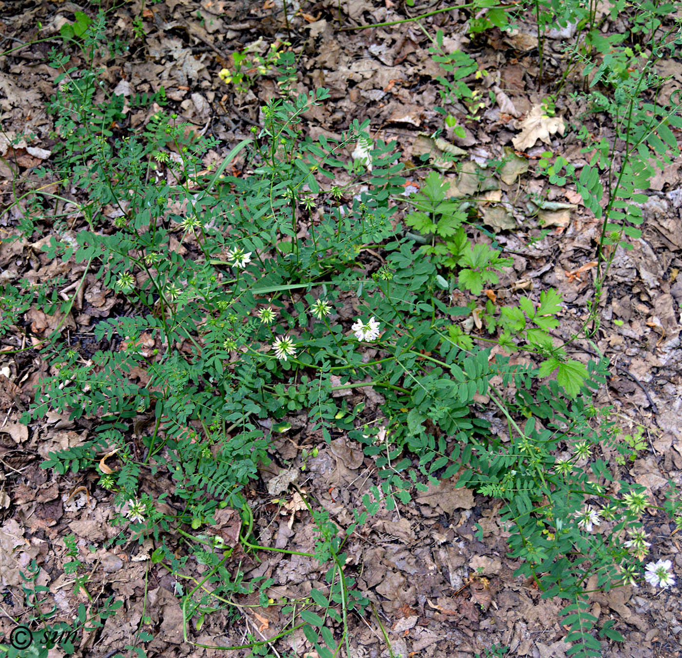 Image of Securigera varia specimen.